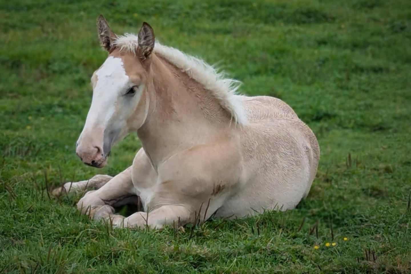 a light brown horse laying on the grass
