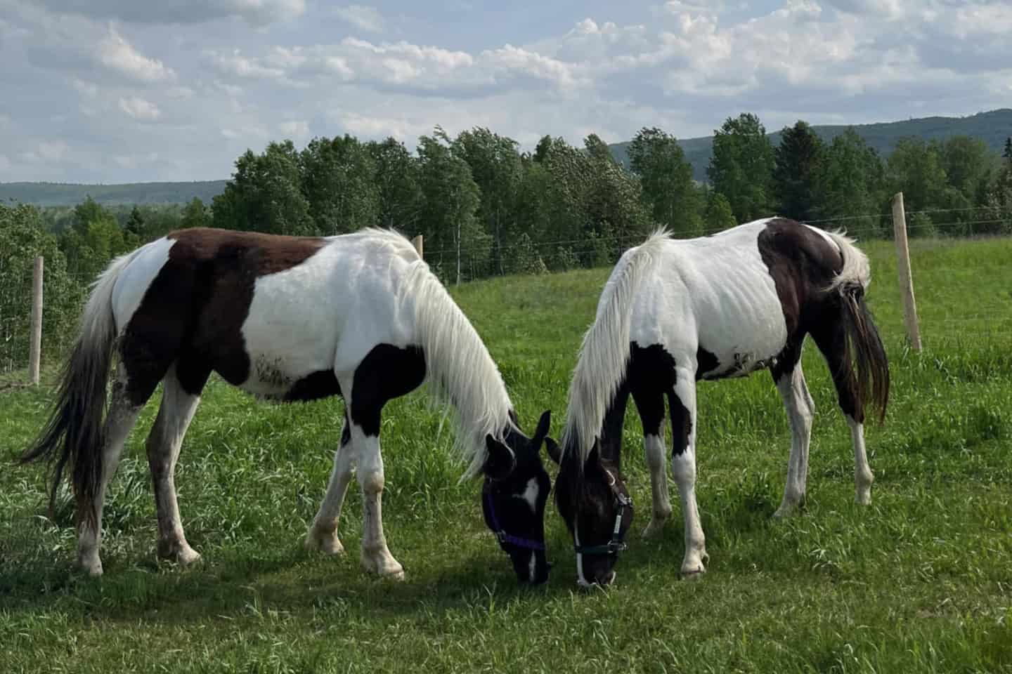 two pinto horses grazing in a field