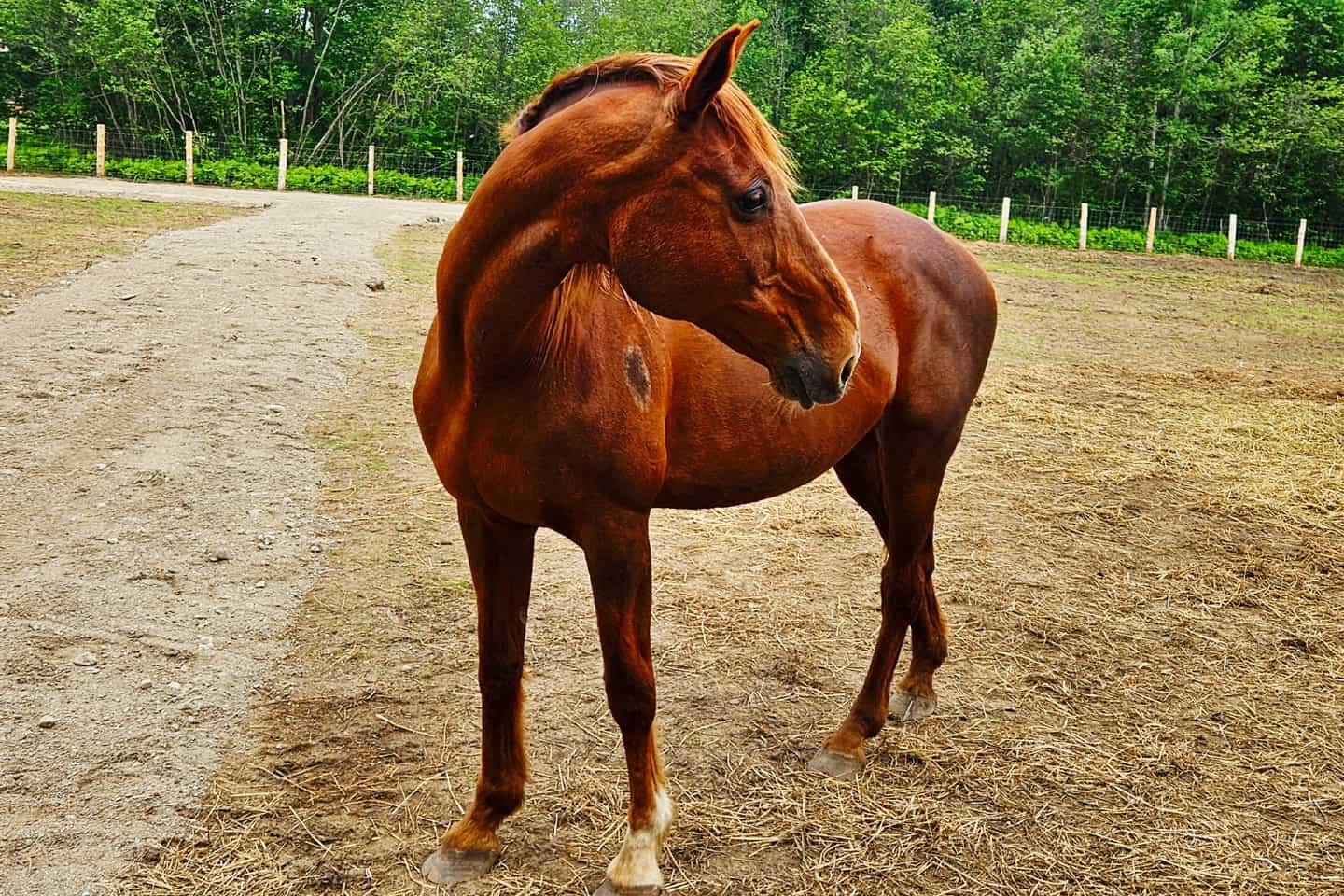 Cadence the horse