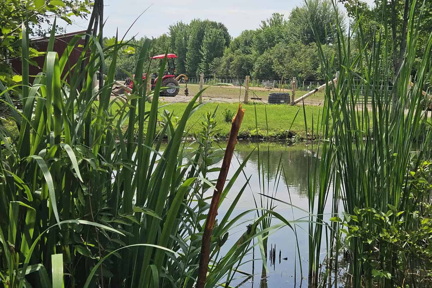 through the pond